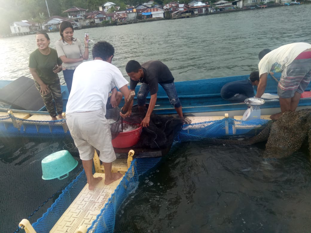 Panen perdana budidaya ikan bubara